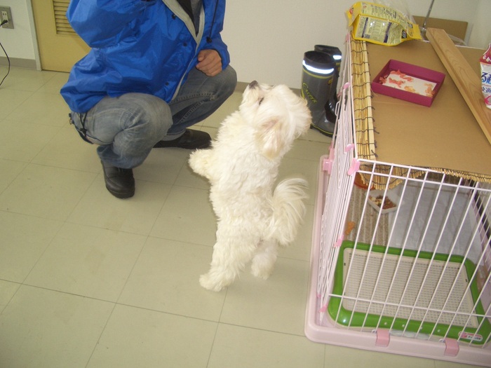 犬２.jpg