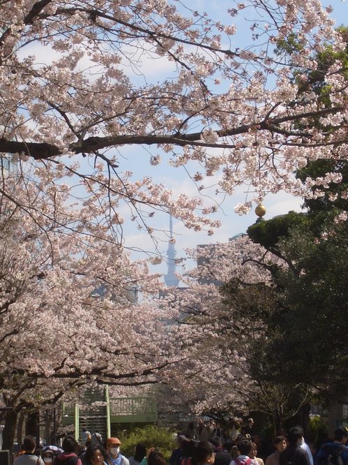 スカイタワー桜.jpg