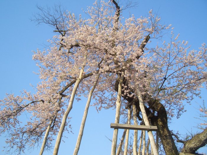 久保桜１.jpg
