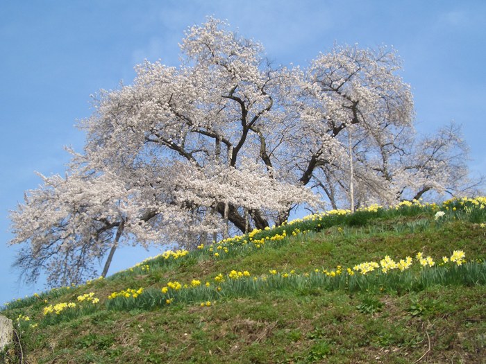 峰岸桜.jpg