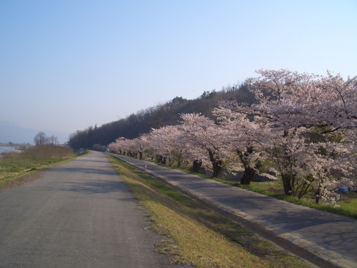 最上川桜１.JPG