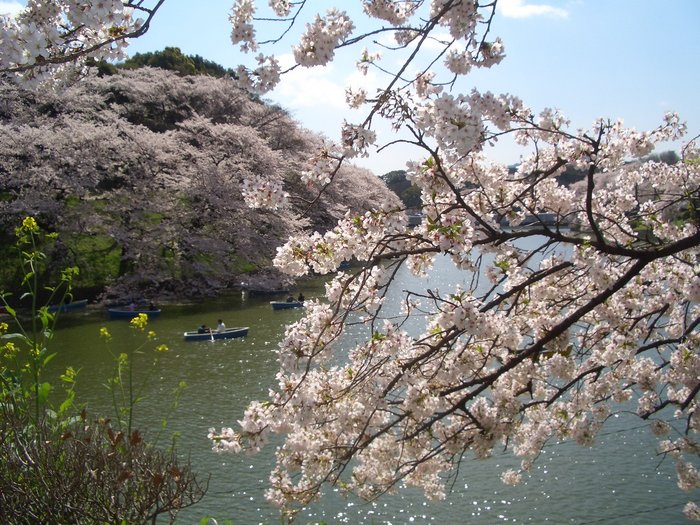 東京桜１.jpg