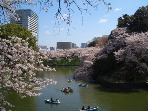 東京桜２.jpg