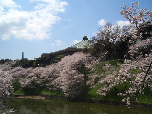 武道館桜.jpg