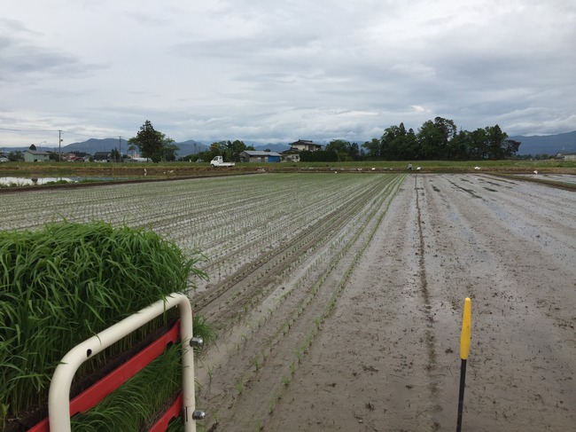 田植え.jpg