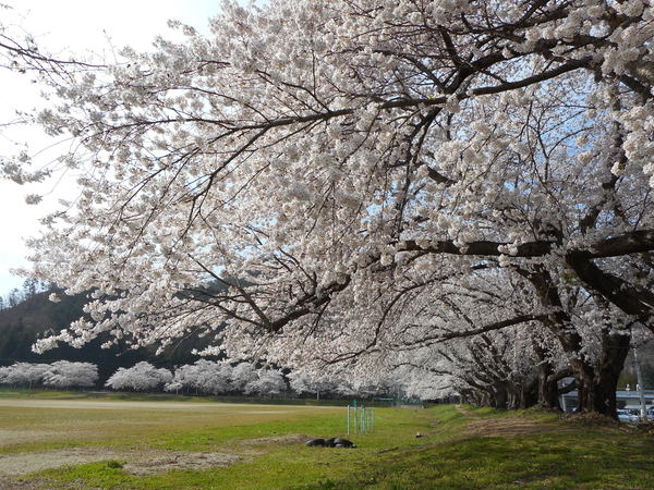 一中桜満開.JPG