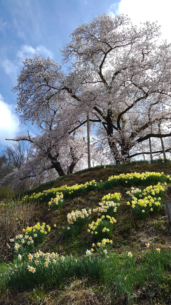 峰岸桜.JPG