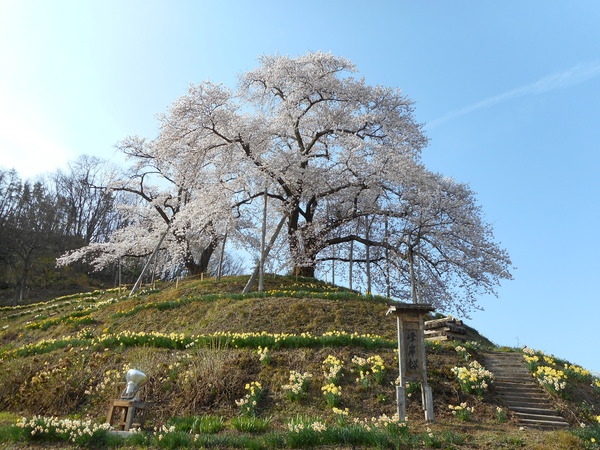 峰岸桜.JPG