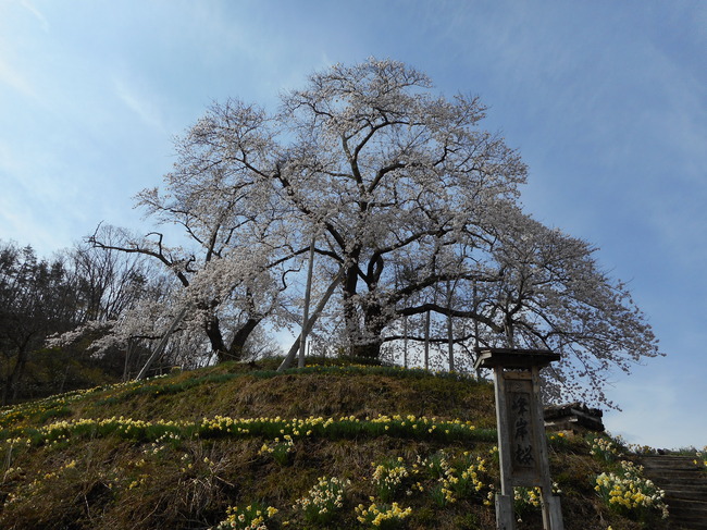 峰岸桜.JPG