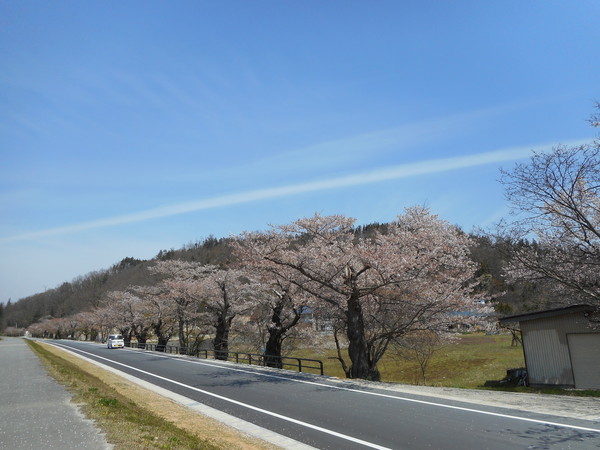 最上川桜.JPG