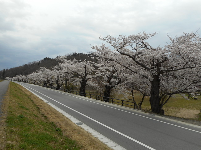 長井桜.JPG