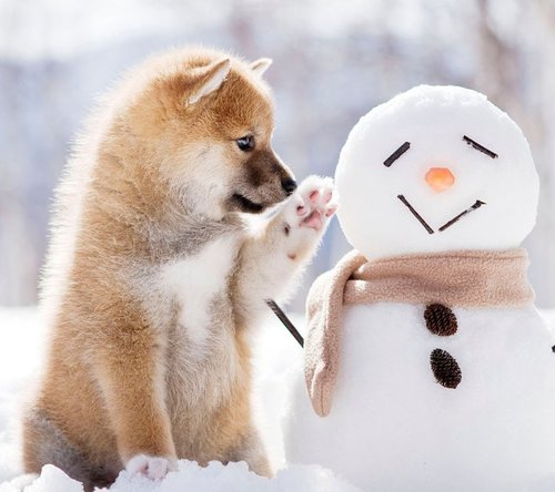 犬と雪だるま.jpg