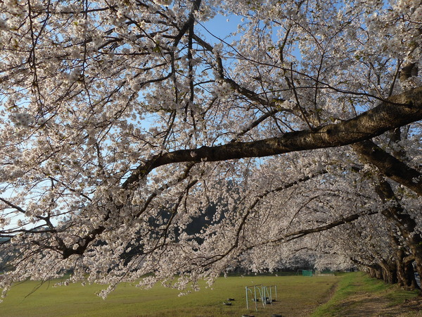 桜２.JPG