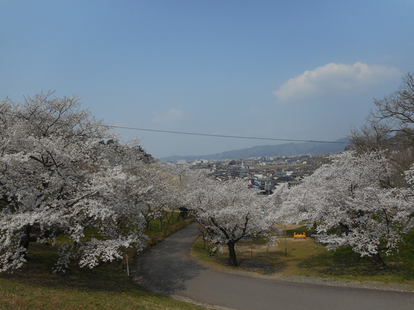 桜３.JPG