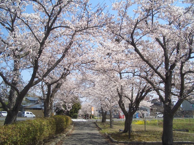 桜３.JPG